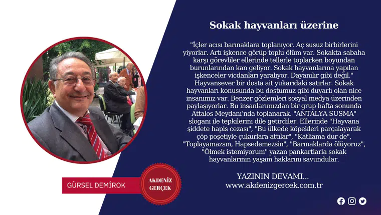 Sokak hayvanları üzerine