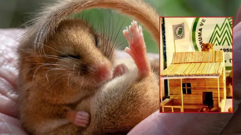 O Paylaşımla Gündeme Geldi! Yediuyur Nedir? Türkiye’de Nerede Yaşar?