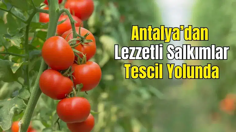 Demre Salkım Domatesi Coğrafi İşaretle Tescillenecek
