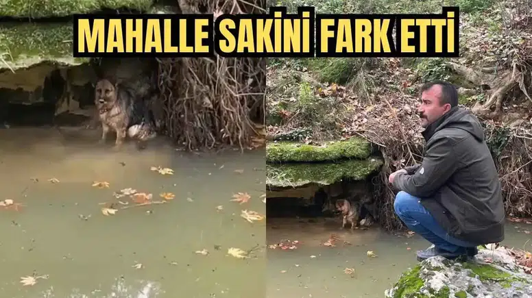 Antalya’da Yürek Isıtan Kurtarma! Dereye Düşen Köpek Hayata Tutundu