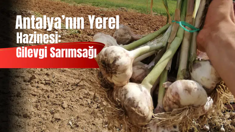 Elmalı’nın Sarımsağı Tescil Yolunda