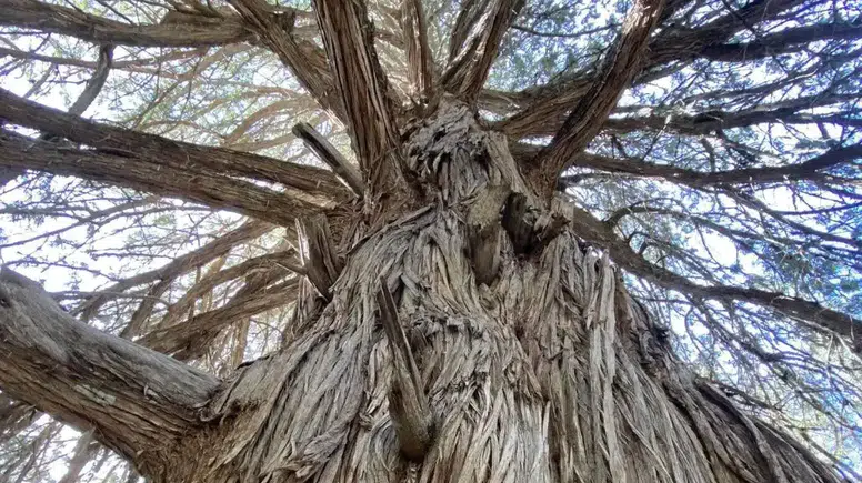 Antalya Orman Bölge’den Şah Ardıç Paylaşımı