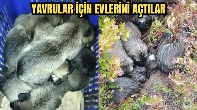 Aksu'da Hortumda Anne Köpek Öldü! Bir Aile Yavrulara Sahip Çıktı
