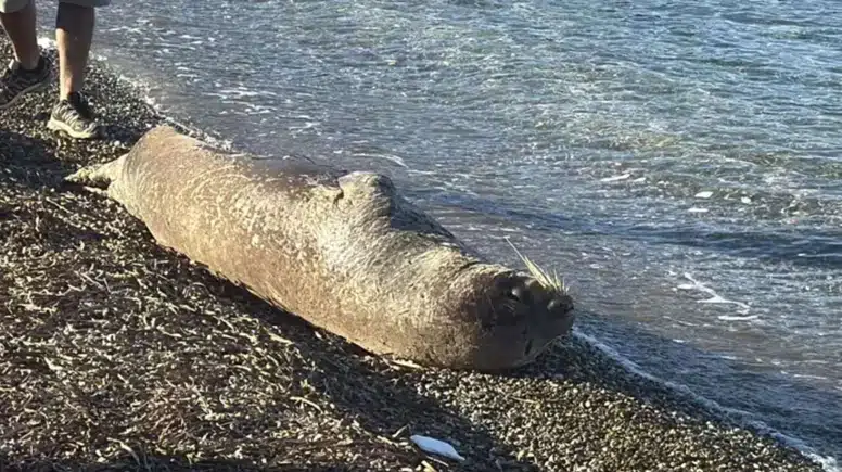 Akdeniz Foku Bodrum Sahilinde Görüntülendi