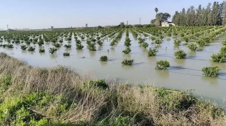 Adana’nın Narenciye Bahçeleri Sular Altında Kaldı