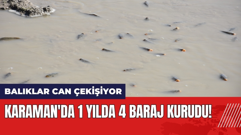 Karaman'da 1 Yılda 4 Baraj Kurudu: Balıklar Can Çekişiyor