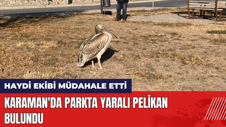 Karaman'da Parkta Yaralı Pelikan Bulundu