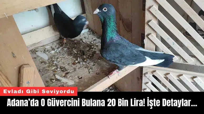 Adana’da O Güvercini Bulana 20 Bin Lira! İşte Detaylar…