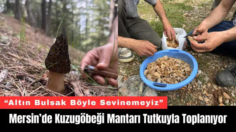 Mersin’de Kuzugöbeği Mantarı Tutkuyla Toplanıyor