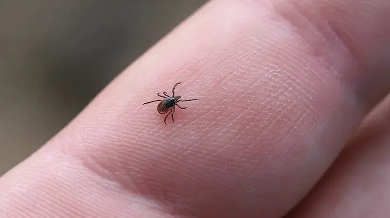 Kenelerin daha çok ısırmaya çalıştığı kan grubu belli oldu