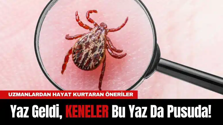 Yaz Geldi, KENELER Bu Yaz Da Pusuda! Uzmanlardan Hayat Kurtaran Öneriler