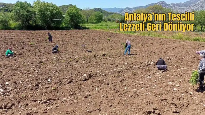 Döşemealtı’nda Ata Mirası Coğrafi İşaretli Ürün Toprakla Buluştu