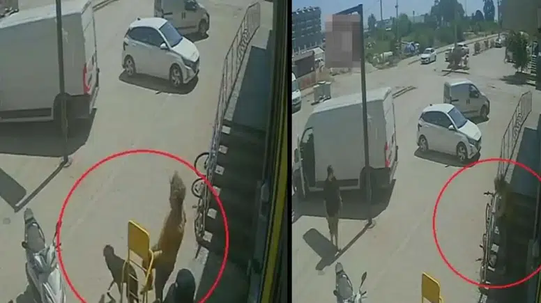 Savaştan Kaçıp Antalya’da Hayvan Canisi Oldu