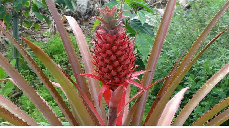Ananas Alanya'yı Sevdi! Seralardan Yükselen Yeni Kazanç Kapısı