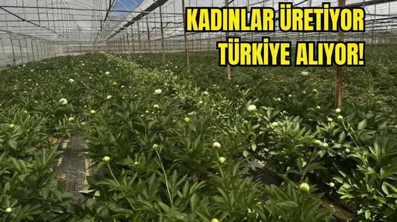 Antalya'da Kilosu Değil Tanesi 150 TL'den Satılıyor