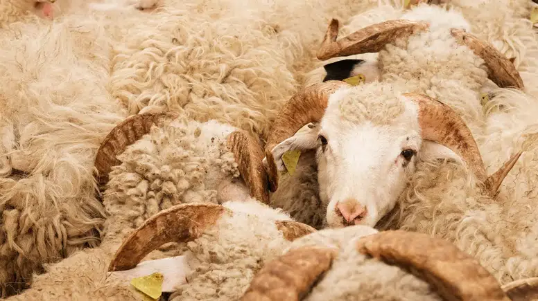 Muratpaşa Kurban Kesim Yerleri Belli Oldu! Belediye Şartları Açıkladı