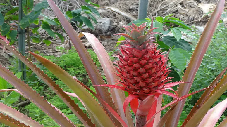 Alanya’da Tropikal Devrim: Avokado ve Mangodan Sonra Ananas da 'Yerli' Oluyor!