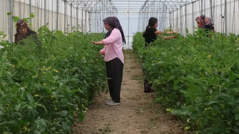 Adana’da Çorak Topraklar Sera ve Lavantayla Yeşerdi
