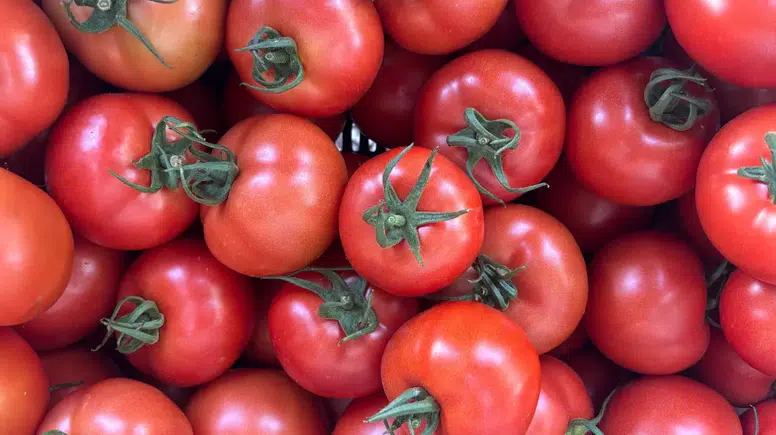 Kumluca'da Yazlık Domates Hasadı Başladı! Tarlada 20, Markette 150 Lira