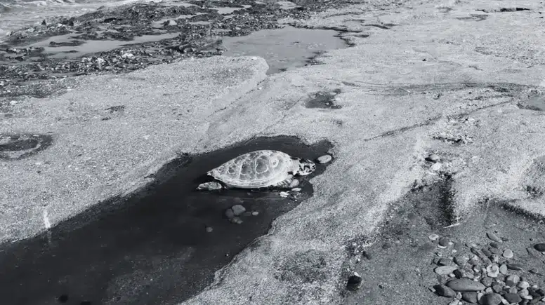 Alanya Sahillerinde Üzücü Manzara! 2 Caretta Caretta Ölü Bulundu