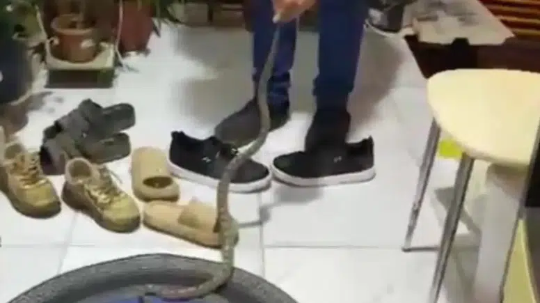 Kumluca’da Evine Girmek Üzere Olan Yılanı Uyarıp Doğaya Bıraktı