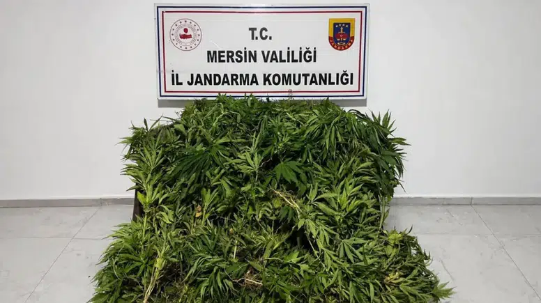 Jandarma Ormanda Kenevir Tarlası Buldu: Binlerce Kök Ele Geçirildi