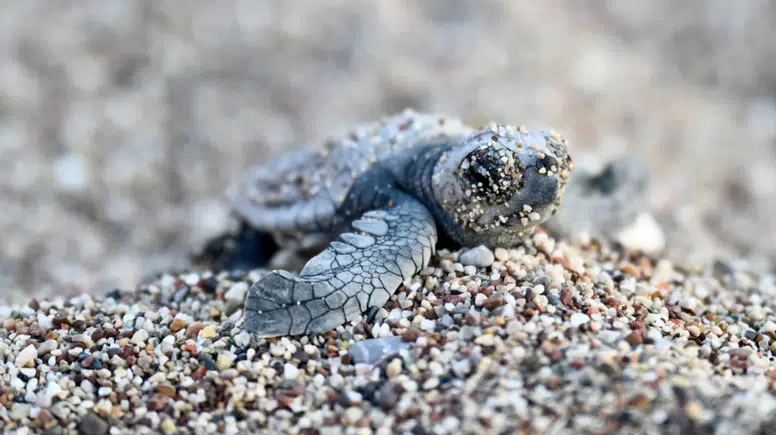 Çıralı ve Ulupınar'da Caretta Carettalar İçin Dev İş Birliği