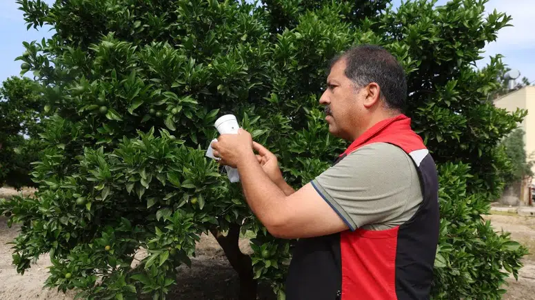 Kozan’da Narenciyede Kimyasala Son: "Faydalı Böcek" Dönemi