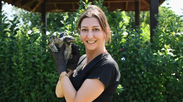 Konyaaltı’nda Minik Kargaya Şifa Eli: "Zeytin" İyileşiyor