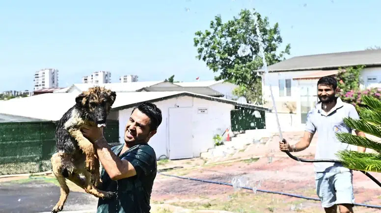Muratpaşa Belediyesi'nden Sokak Hayvanları İçin Yaz Önlemi