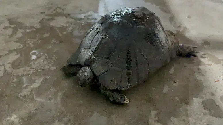 Yangından Kurtarılan Yaralı Kaplumbağa İçin Zamanla Yarış!