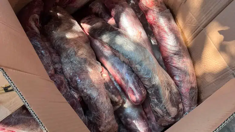 Alanya'da 300 Kilo Kaçak Ete Geçit Yok