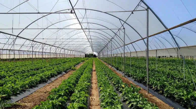 Antalya'daki Seracılar Dikkat! 2027 KOBÜKS Kayıt Dönemi Başladı