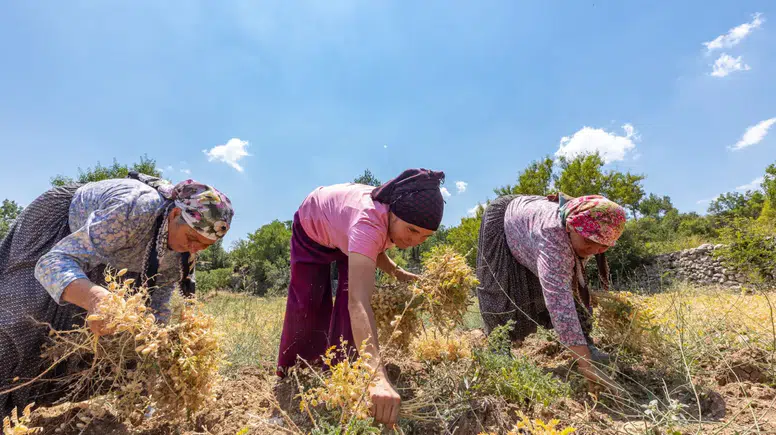Ata Tohumları Yeniden Toprakla Buluştu! 5 Bin 460 Kilo Destek Verildi