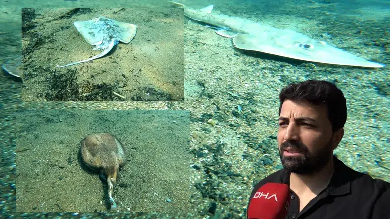 Çıralı’da Deniz Altında Korkutan Görüntü: Çok Sayıda Ölü Balık Bulundu