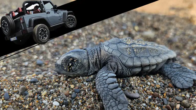 Kumköy Sahili’nde Caretta Alarmı: Yuvalar Araçların Tehdidi Altında