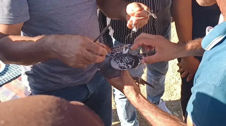 Toroslar’ın Zirvesinde Yem Edilen Güvercin Özgürlüğüne Kavuştu