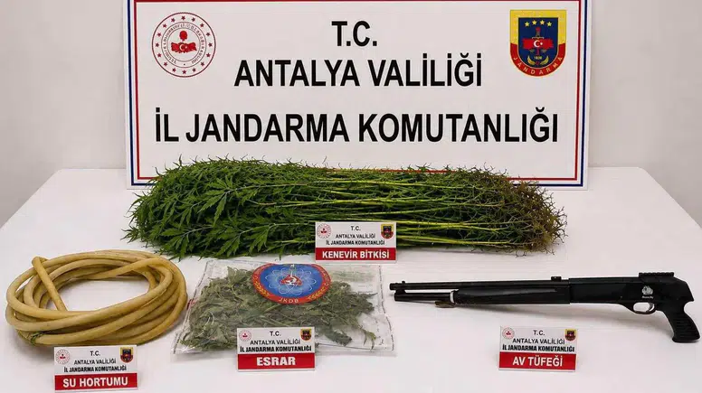 Alanya’da Uyuşturucu Operasyonu! 120 Kök Kenevir Ele Geçirildi
