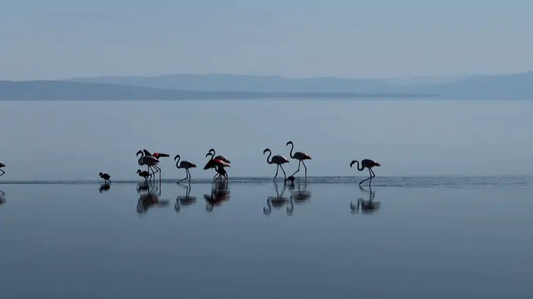 Tuz Gölü’nde Sevimli Flamingo Ailesi Kamerada: Sondaki Yavruya Dikkat!