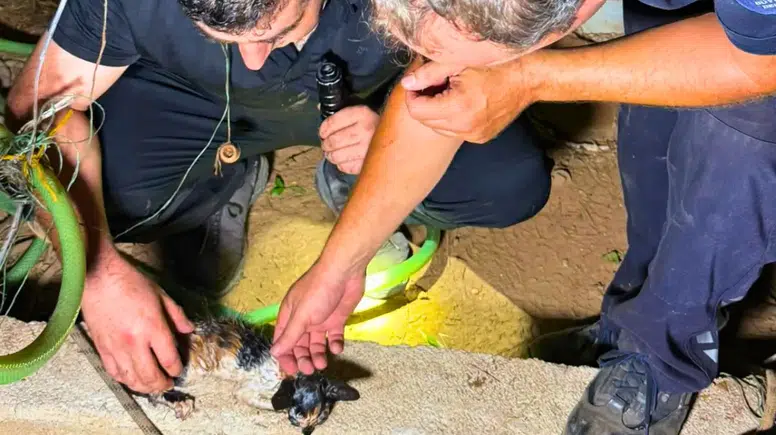 Muratpaşa'da Yavru Kedi 30 Metrelik Sondaj Kuyusuna Düştü! 5 Saatte Kurtarıldı