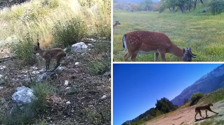 Fotokapana Takılan Gizli Dünya: Vaşak, Alageyik ve Yaban Keçileri Kovada Gölü’nde Görüntülendi