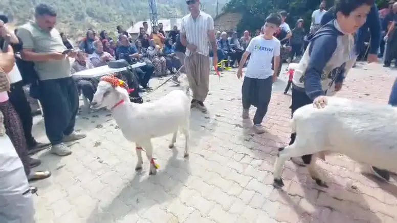 Mersin'de Podyuma Çıkan Süslü Keçiler Yarıştı: En Güzeli Seçildi!