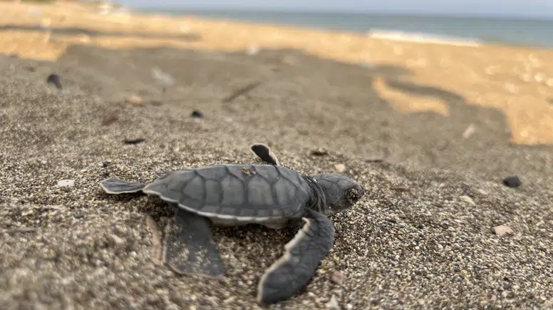 Deniz Kaplumbağası Sezonu Tamamlandı: 100 Bin Yavru Maviye Ulaştı