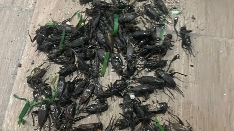 Adana’da Cırcır Böceği Alarmı! Gece Sesleri Vatandaşlara Uykuyu Zehir Ediyor