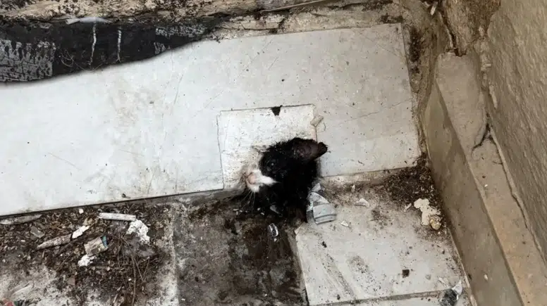 Manavgat'ta Sıkışan Yavru Kedi İçin İtfaiyeden Santim Santim Operasyon