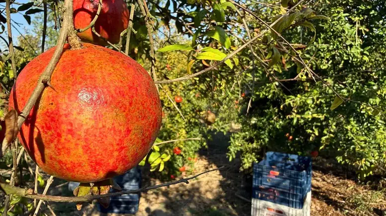 Serik'te Yağış Alarmıyla Nar Hasadı Erken Başladı Tarlada Kilosu 30 TL