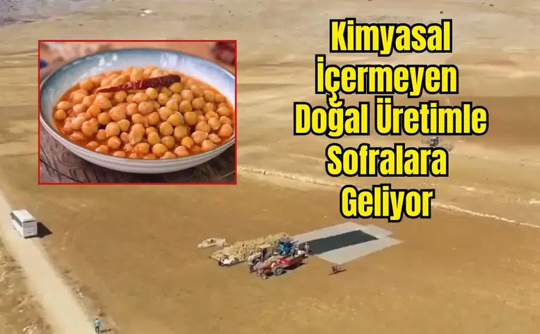 Gübresiz, İlaçsız Gazipaşa Cimbiti Nohutu