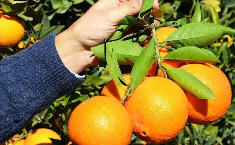 Finike Portakalı Dünyaya Açılıyor