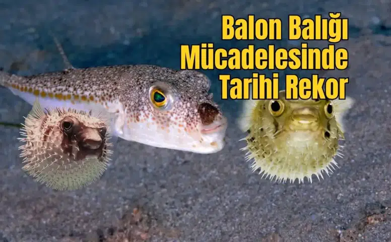 Akdeniz ve Ege'de Büyük Temizlik, 5 Yılda 665 Bin İstilacı Avlandı