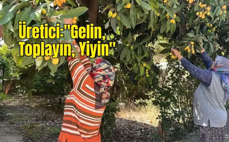 Alanya'da Meyveler Dalında Kalmasın Diye Canlı Yayın Yaptı